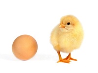 Incubateur à œufs de poulet entièrement automatique Couveuse-automatic-1000-oeuf en vente aux Émirats arabes unis