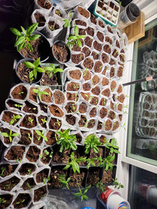 Borsa per bambini in tessuto Non tessuto per coltivare borse per <span class=keywords><strong>piante</strong></span> e <span class=keywords><strong>piante</strong></span> con alberelli <span class=keywords><strong>di</strong></span> frutta - Product Image 5