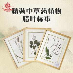 Artificially collected and meticulously prepared <b>plant</b> specimens, beautifully <b>framed</b>, showcasing herbarium specimens of Chinese - Product Image 2