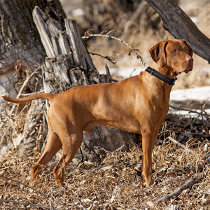 Colliers d'entraînement <span class=keywords><strong>pour</strong></span> chiens de chasse 3200M largement utilisés - Product Image 6