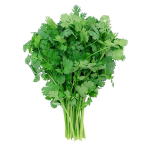 Producto de Cultivo de Cilantro de Calidad de Exportación para Agricultura de Hierbas Frescas, Producción de Alto Rendimiento y Crecimiento de Empresas Agrícolas - Product Image 3