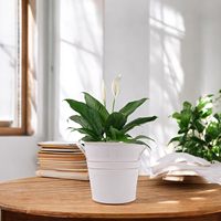 Pot de fleurs vintage en métal blanc vieilli, pot à plantes en fer galvanisé doré avec deux poignées latérales
