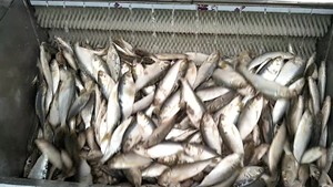 Cepillo Rodillo Mariscos Limpieza Lavadora Pulpo Cangrejo Mejillón Langosta Lavadora Rábano blanco Cepillo lavadora - Product Image 6