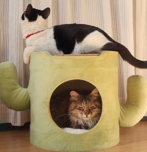 Cactus Pet Shared Stool Nest Multi-Layer <b>Cat</b> <b>Climbing</b> Frame Detachable Enclosed Wear-Resistant Dual-Purpose <b>Cat</b> Scratchin - Product Image 1