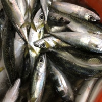 Sardines fraîches congelées 50-80g, petites sardines entières, grossiste en sardines, poisson rond entier