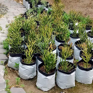 Sac de culture pour pépinière, pot de semis d'arbre, sac de graines de plante, sac de culture de jardin pour semis - Product Image 2