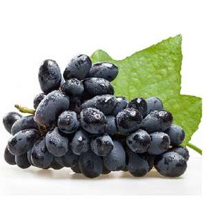 天然ブラックカラントジュースパウダーブラックカラント濃縮ジュースパウダー無料サンプル - Product Image 3