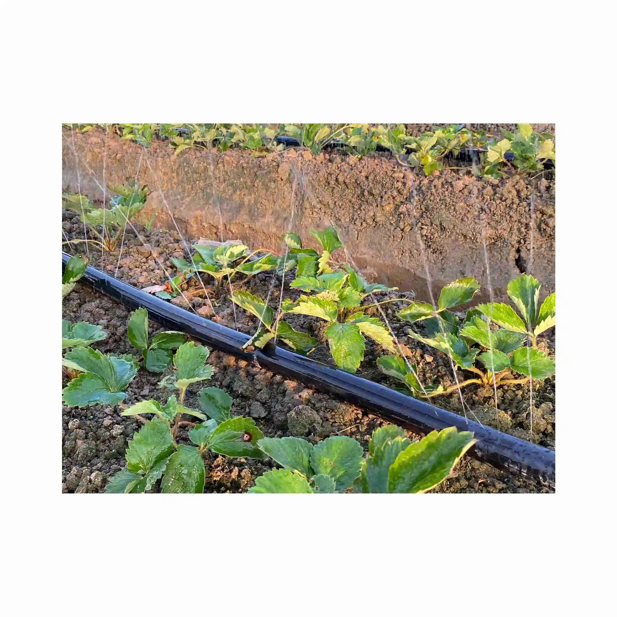 Layflat farm irrigazione spray da 2 pollici in tubo flessibile per irrigatore a prezzo competitivo