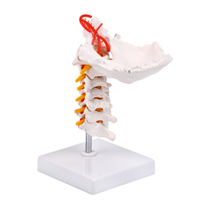 Fleksibel 7-segmen tulang belakang serviks & <span class=keywords><strong>Model</strong></span> tulang okcipital untuk simulasi fleksi serviks dalam sains medis - Product Image 1