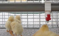 Abreuvoirs automatiques RS-46 pour cailles et poulets de chair, pour fermes avicoles, pour l'alimentation en eau des poussins, abreuvoir à tétine pour poulets