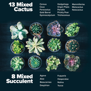 Kit de démarrage Premium Home Grown Succulent Cactus 4 pots de jardinière carrés plateaux d'égouttement mélanger le sol parfait bricolage cadeau <span class=keywords><strong>pour</strong></span> les amateurs de plantes - Product Image 3