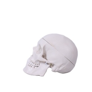 Sinh Học Giảng Dạy Đầu Người <span class=keywords><strong>M</strong></span>ô Hình Trường <span class=keywords><strong>Skeleton</strong></span> Giảng Dạy Y Tế Giải Phẫu Kích Thước Tự Nhiên 3D <span class=keywords><strong>M</strong></span>ô Hình Hộp Sọ Chất Liệu PVC Bền - Product Image 4