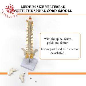 Columna vertebral tamaño mediano FRT017 incluye <span class=keywords><strong>cartílago</strong></span> <span class=keywords><strong>de</strong></span> raíz nerviosa modelo <span class=keywords><strong>de</strong></span> enseñanza médica - Product Image 4