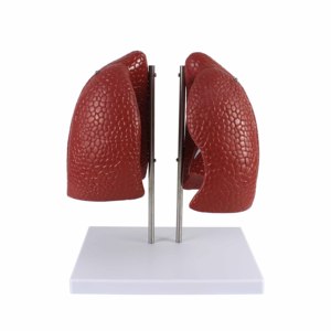 نموذج تشريحي للرئة بالحجم الطبيعي 4 أجزاء نموذج نظام التنفس البشري التدريس الطبي للمدرسة والمستشفى - Product Image 3