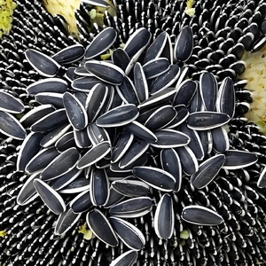 Graines <span class=keywords><strong>de</strong></span> <span class=keywords><strong>tournesol</strong></span> biologiques <span class=keywords><strong>de</strong></span> haute qualité, brutes, <span class=keywords><strong>de</strong></span> grande taille, séchées au soleil, <span class=keywords><strong>à</strong></span> rayures noires 361 T6, expédition et livraison en vrac - Product Image 3