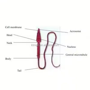 Équipement de laboratoire vétérinaire Analyseur de sperme Machine d'analyse du sperme pour animaux KT-B030 - Product Image 3