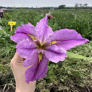 Iris 'From Thismoment' - une plante aquatique adaptée aux bassins de jardin et aux serres - Iris 'From Thismoment' - Product Image 5