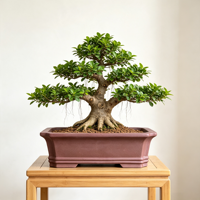 Pot Sukulen Rustic, Pot Tanaman Kreatif, Pot Pohon Minimalis, Pot Bonsai Tanah Liat Ungu Yixing, Pot Taman Rumah Ramah Lingkungan, Musim Panas