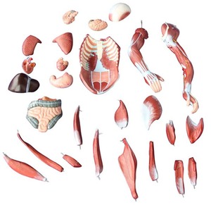 Modèle de muscle et d'organes humains de 80 cm, 27 parties, taille réelle 1/2, modèle d'anatomie <span class=keywords><strong>musculaire</strong></span> humaine pour la physiologie médicale - Product Image 3