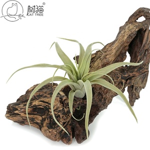 High Quality <strong>Large</strong> Flocked Succulent <strong>Fake</strong> Grass Tillandsia Artificial <strong>Plant</strong> for Decoration - Product Image 2