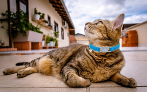Collar para Gato NiBao de Alta Calidad con Corazón Brillante, Ajustable, con Correa de Seguridad y Cascabel - Product Image 5