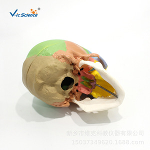 Modèle de crâne adulte coloré avancé pour l'enseignement, la médecine et l'esthétique - Product Image 4