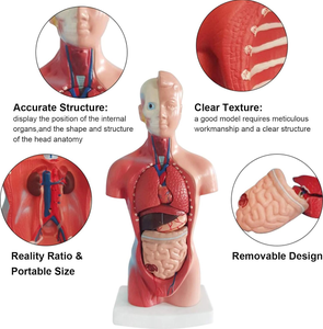 Modelo de Torso Médico del <span class=keywords><strong>Cuerpo</strong></span> <span class=keywords><strong>Humano</strong></span> de 28 cm, <span class=keywords><strong>Muñeco</strong></span> de Anatomía de PVC con 15 Partes Extraíbles, Órganos Educativos para la Enseñanza y el Estudio en el Aula para Estudiantes - Product Image 4
