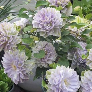 Variété de vigne de clématite originale, facile à cultiver, pour la décoration des jardins fleuris et l'aménagement extérieur - Product Image 2