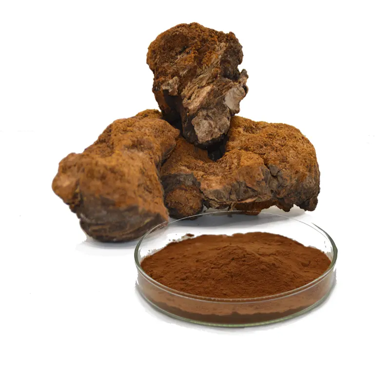 عشب استخراج 30% السكاريد العضوية Chaga مسحوق خلاصة عيش الغراب عينة المتاحة