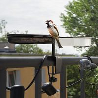 Mangeoire à oiseaux en métal de grande capacité avec support pour balcon, pour l'extérieur, avec bols pour nourriture et eau pour perroquets, à vendre