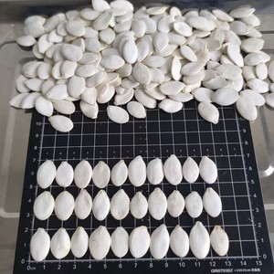Semillas de Calabaza Blanca como la Nieve Golden Harvest de Alta Calidad, 10 cm, de Mongolia Interior, Crudas y Secas, de Grado Alimenticio - Product Image 2