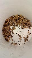 Trieuse de couleur de haute qualité Wenyao pour les grains optiques, les haricots, les noix de pin, les noisettes