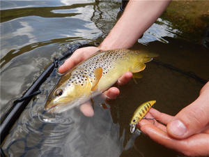 OEM 60mm 6.5g dur appât ABS méné leurre de pêche Kit 10 couleurs noir naufrage leurre attirail pour rivière lac ruisseau pêche <span class=keywords><strong>pas</strong></span> <span class=keywords><strong>cher</strong></span> - Product Image 6