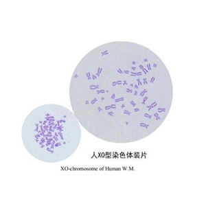 30 Lames de microscope en verre pour biologie cellulaire et génétique, spécimens humains et animaux, pour écoles de médecine - Product Image 5