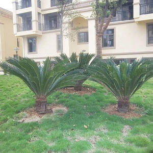 Tropical Artificielle Sagou <span class=keywords><strong>Cycas</strong></span> Palmier en plastique soie faux cycads plante <span class=keywords><strong>cycas</strong></span> <span class=keywords><strong>revoluta</strong></span> à vendre intérieur et extérieur décoratif - Product Image 6