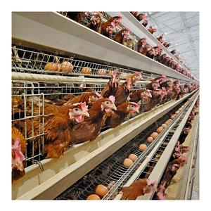 Conception de poulailler à cages superposées pour 25 000 poulets, ferme avicole avec équipement de cages à batterie entièrement automatique - Product Image 1