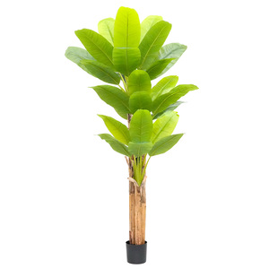 ต้นกล้วยเทียมขนาดใหญ่แบบเขตร้อนในกระถาง ต้นมูซาบาชู ต้นไม้สีเขียวสำหรับตกแต่งบ้าน ตกแต่งพื้น ตกแต่งหน้าต่าง - Product Image 5