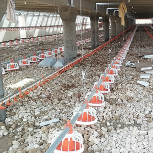 Nouvelle ligne d'alimentation de volaille de système de tarière d'alimentation de poulet pour la production de poulets de chair - Product Image 1