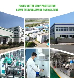 <span class=keywords><strong>Idrossido</strong></span> di Rame 50% WP, Vendita Diretta dal Produttore, Fungicidi Agricoli per Alberi di Cacao, Ortaggi, Frutta e Colture - Product Image 6