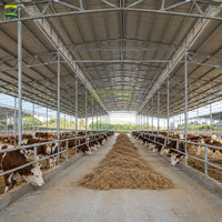 Structure en acier de qualité supérieure pour boucherie bovine de 5000 têtes, avec cadre galvanisé à chaud durable et aménagement d'allées optimisé
