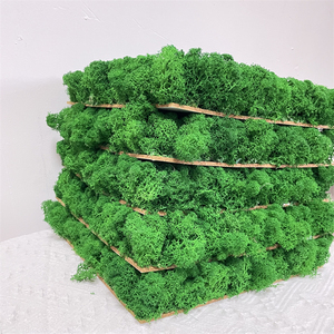 Vente en gros de renne sec naturel, <span class=keywords><strong>panneau</strong></span> mural de mousse verte éternelle préservé, art mural de mousse vivante pour la décoration intérieure, remise des diplômes de la fête des mères - Product Image 3