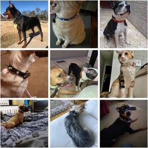 Collar de Cuero Personalizado para Perros de 4 Tamaños, Cierre de Botón Sólido, Remaches Profesionales, para Perros Pequeños, Medianos y Grandes, a la Moda, para Todas las Estaciones - Product Image 2