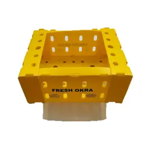 polypropylene Cartonplast fruit box for cabbage