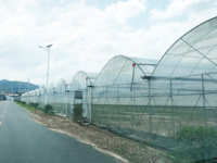 Serre en film multi-spans sur mesure, serre agricole commerciale en plastique, fournisseur direct d'usine