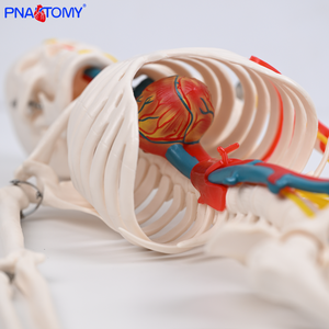 Пластиковая модель скелета человека 85 см с нервами, кровеносные сосуды, сердце, мозг, гибкие руки и ноги для анатомии скелетной системы - Product Image 5