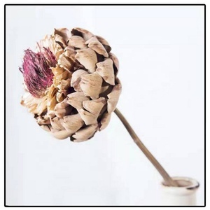 Arreglo de flores preservadas Decoración para el hogar Flores DE BODA King Protea Blush Branch Banksai Natural Real Dry Protea Flower - Product Image 2