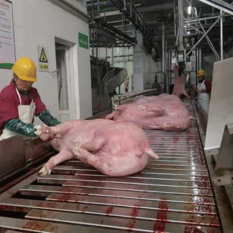 Automatic Efficient and Hygienic Cattle Slaughter