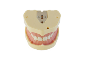 Modèle de dent Standard d'usine avec 28 dents modèle de fausses dents pratiques pour la démonstration d'enseignement - Product Image 4