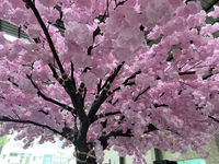 Nouveaux produits, grand arbre fleuri, 3,6 m de haut et 6 m de large, cerisier artificiel pour la décoration intérieure