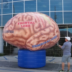 Modelo de Cerebro Inflable Impreso Personalizado de Gran Tamaño, Escultura Realista de Órgano Médico para Activación de Marca <span class=keywords><strong>en</strong></span> Comercios/Salud Pública - Product Image 2